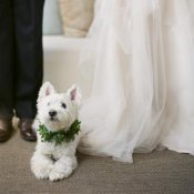★大切な家族の一員★愛犬とのガーデンリゾート挙式相談会