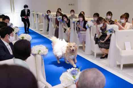 愛犬とお２人で作るウェディングパーティーの挙式画像