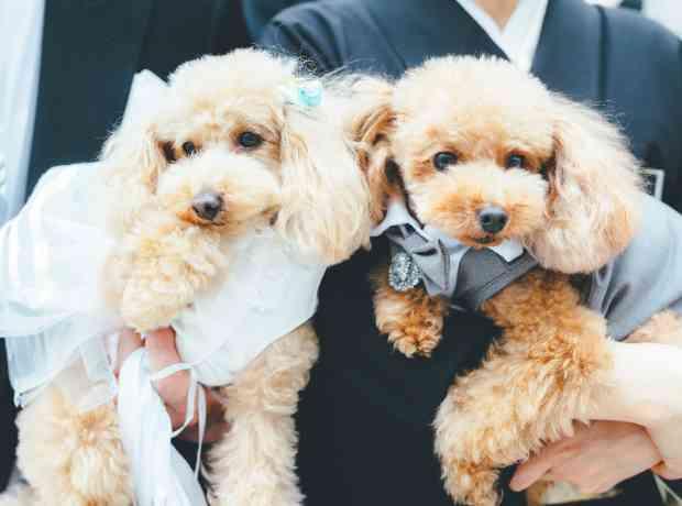 ～愛犬×憧れの詰まった特別なイチニチ～の挙式実例画像