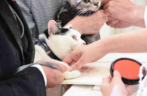 愛猫と挙式が出来る数少ない結婚式場でしたの挙式画像