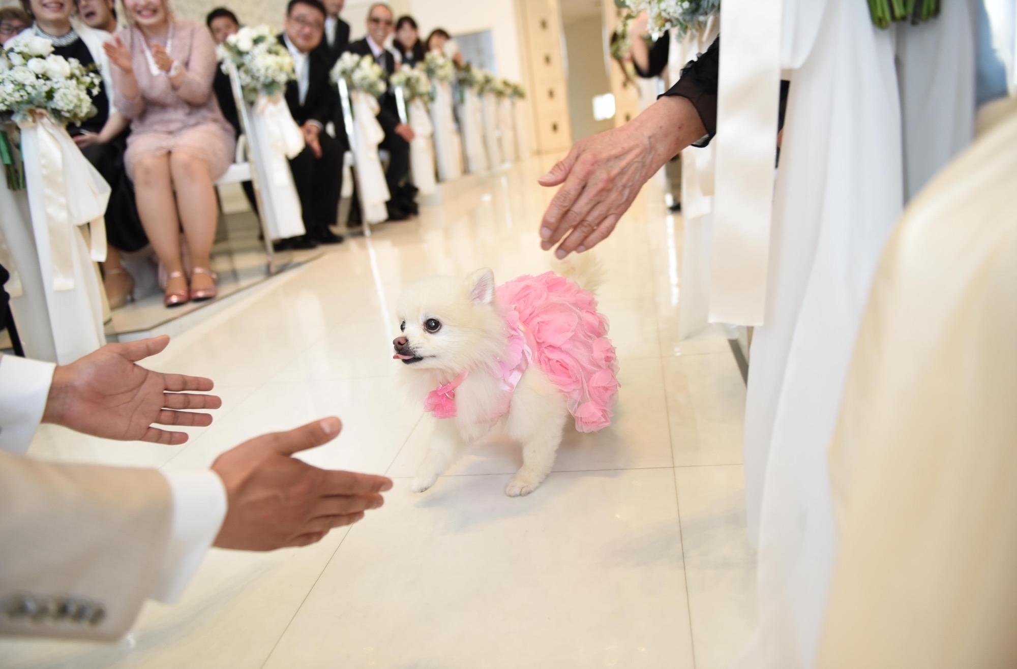 ワンちゃんも一緒のアットホームウェディングの演出画像