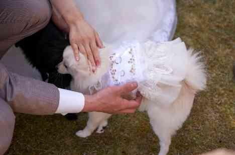 親族も友人も愛犬も!(2023.3.15挙式)の挙式画像