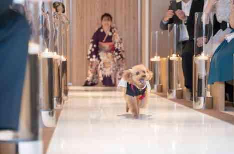 ワンだふるWedding(2023.6.2)の挙式画像