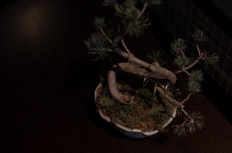 想いを表現する― BONSAI　Wedding ―の準備・打ち合わせ画像