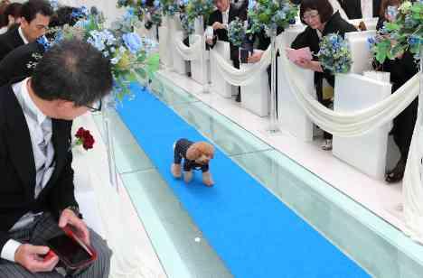 大切な愛犬とHAPPY WEDDING♪の挙式画像