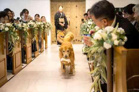 愛犬＆たくさんのゲストに囲まれたウエディングの挙式画像