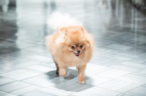 【愛犬と一緒】大切な人たちが集まる1日の披露宴画像