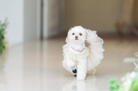 愛犬と1日を過ごす withペットＷeddingの挙式画像