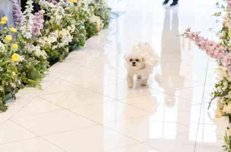 愛犬と一緒に叶えるアットホームウエディングの準備・打ち合わせ画像