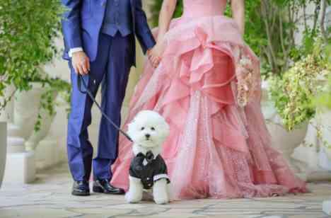 愛犬とゲストと過ごす和やかな結婚式!の準備・打ち合わせ画像