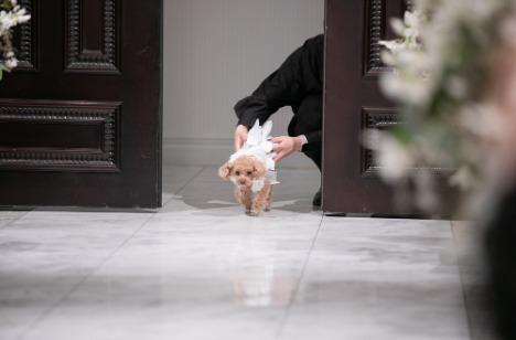 大切な愛犬とゲストと過ごす特別な1日の準備・打ち合わせ画像