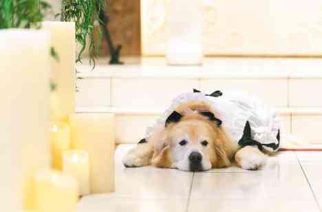 愛犬と一緒に笑顔あふれる最高の1日にの挙式画像