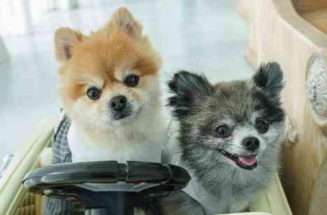 大切な愛犬とともにすごす特別なひとときの演出画像