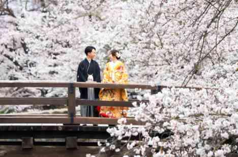 桜の中で和装前撮りとアットホームパーティーの準備・打ち合わせ画像