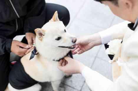 大切な愛犬とともにすごす特別なひとときの挙式画像