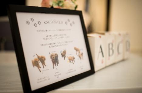 全館貸し切りだからこそ叶うペットウエディングの準備・打ち合わせ画像