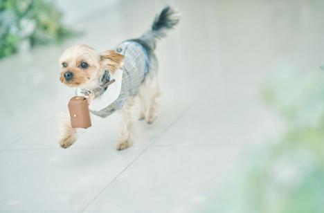 大切な愛犬と過ごす貸切Wedding🐾の披露宴画像