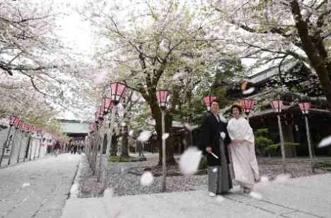 【和の美しさが際立つ】桜の三嶋大社婚の準備・打ち合わせ画像