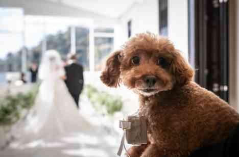 夢や憧れがたっくさん詰まったご結婚式！の準備・打ち合わせ画像