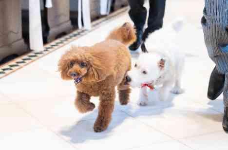 大好きな家族♡愛犬と過ごす大切な時間の挙式画像