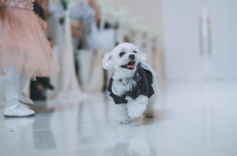 愛犬と叶える笑顔と遊び心が詰まったウエディングの挙式画像