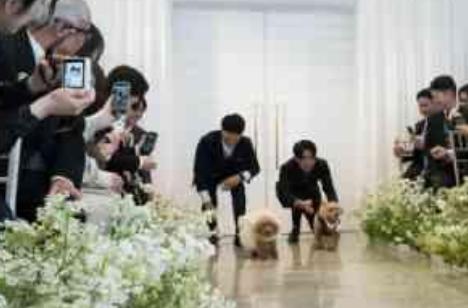 挙式も披露宴もずっと一緒！愛犬と過ごすウエディングの挙式画像