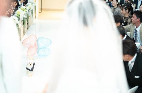 だいすきなワンちゃんと迎える結婚式🐾の挙式画像