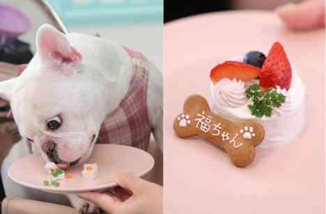 わんこも一緒に!アットホームな家族婚の披露宴画像