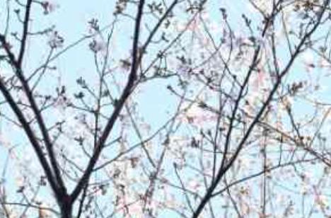 この時期ならでは、桜のもとで和装での過ごし方の準備・打ち合わせ画像