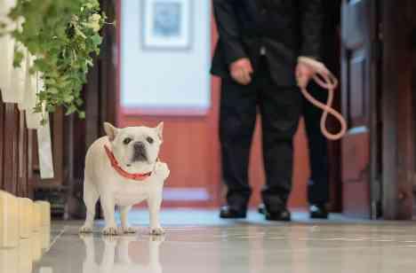 挙式もケーキも愛犬尽くし!家族で過ごせた1日の挙式画像