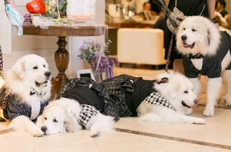 愛犬もご一緒にHappy Wedding♡♡の準備・打ち合わせ画像