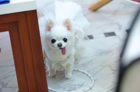 愛犬ミラちゃんも主役!ハッピーウエディングの演出画像