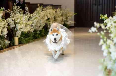 愛犬とゲストと楽しむ、笑顔溢れる結婚式の挙式画像