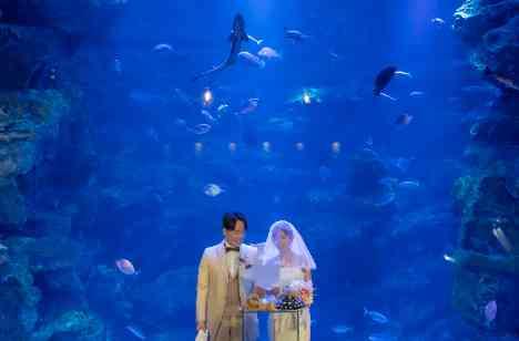 水族館で叶う、お二人らしさと感動の温かい結婚式の披露宴画像