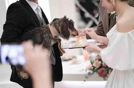 大切な愛犬とともに叶える心温まる結婚式の披露宴画像