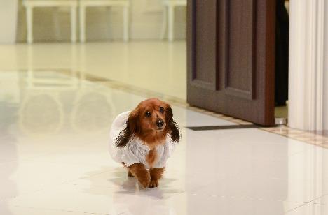 ★大好きな愛犬と一緒にウエディング★の挙式画像