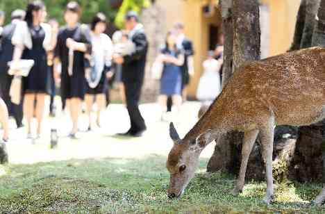 他にはない奈良公園の中にある素敵な結婚式会場の挙式画像