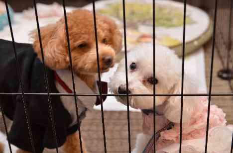 愛犬と夢のような時間の準備・打ち合わせ画像