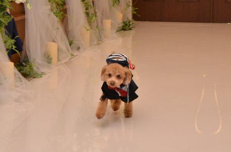 愛犬と夢のような時間の挙式画像