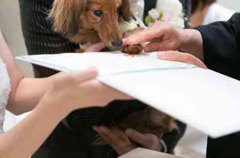 愛犬と過ごすアットホームパーティーの挙式画像