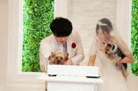 愛犬と愛娘に見守られた結婚式の準備・打ち合わせ画像